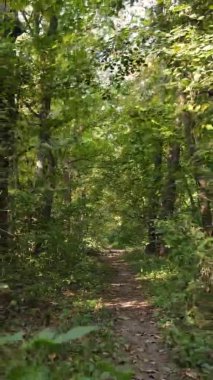 Sonbaharda ormandaki ağaçların dikey videosu