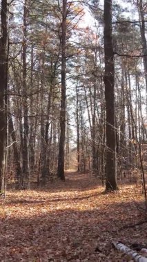 Sonbaharda ormandaki ağaçların dikey videosu