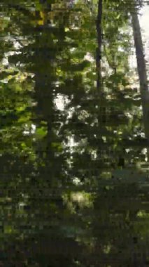 Sonbaharda ormandaki ağaçların dikey videosu