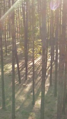 Sonbaharda ormandaki ağaçların dikey videosu