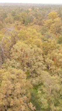 Sonbaharda ormandaki ağaçların dikey videosu