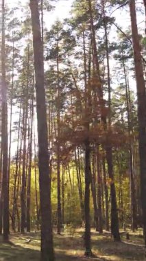 Sonbaharda ormandaki ağaçların dikey videosu