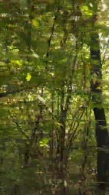 Sonbaharda ormandaki ağaçların dikey videosu