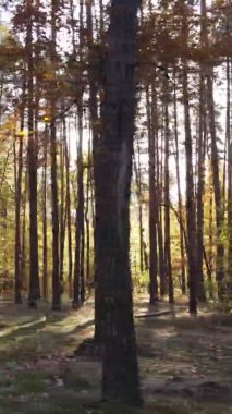 Sonbaharda ormandaki ağaçların dikey videosu