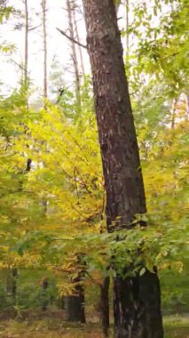 Gündüz Ukrayna 'daki bir sonbahar ormanının dikey videosu