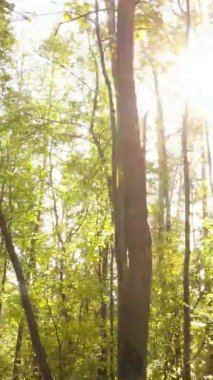 Gündüz Ukrayna 'daki bir sonbahar ormanının dikey videosu