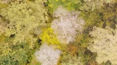 Gündüz Ukrayna 'daki bir sonbahar ormanının dikey videosu