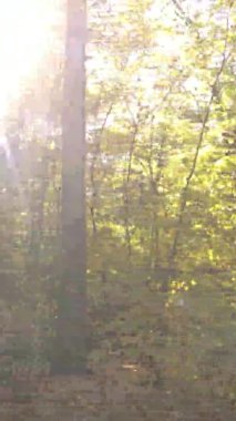 Gündüz Ukrayna 'daki bir sonbahar ormanının dikey videosu