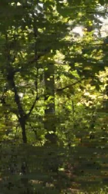 Gündüz Ukrayna 'daki bir sonbahar ormanının dikey videosu