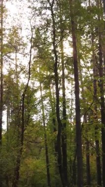 Gündüz Ukrayna 'daki bir sonbahar ormanının dikey videosu