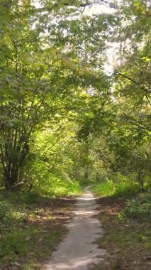 Gündüz Ukrayna 'daki bir sonbahar ormanının dikey videosu