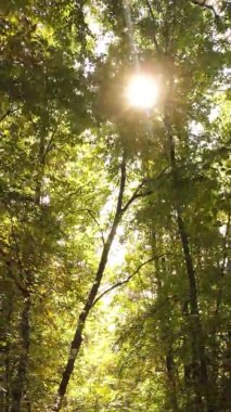 Gündüz Ukrayna 'daki bir sonbahar ormanının dikey videosu