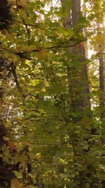 Gündüz Ukrayna 'daki bir sonbahar ormanının dikey videosu