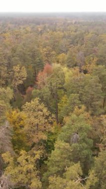 Gündüz Ukrayna 'daki bir sonbahar ormanının dikey videosu