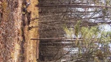 Gündüz Ukrayna 'daki bir sonbahar ormanının dikey videosu