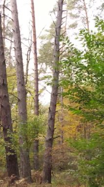 Gündüz Ukrayna 'daki bir sonbahar ormanının dikey videosu