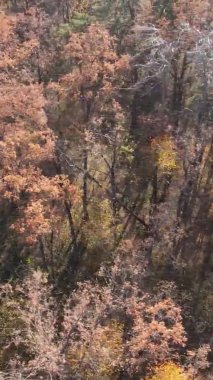 Gündüz Ukrayna 'daki bir sonbahar ormanının dikey videosu