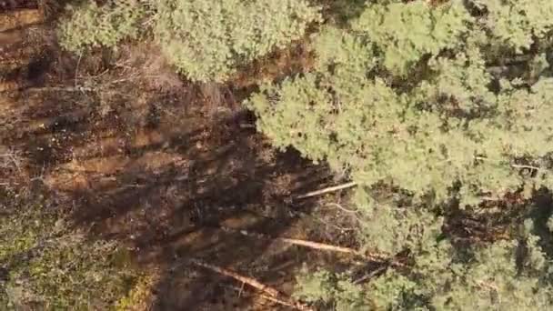 Vertikales Video Von Bäumen Wald Herbst — Stockvideo