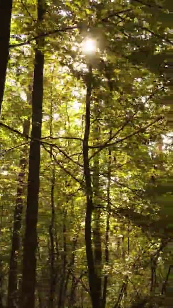 Vertikal Video Träd Skogen Hösten — Stockvideo