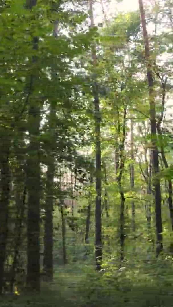 Vidéo Verticale Des Arbres Dans Forêt Automne — Video