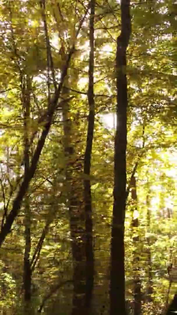 Video Verticale Una Foresta Autunnale Durante Giorno Ucraina — Video Stock