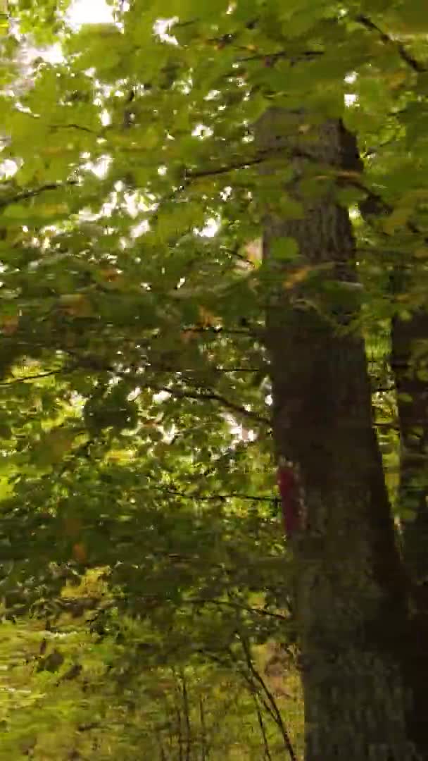 ウクライナで一日中の秋の森の垂直ビデオ — ストック動画