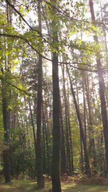 Gündüz Ukrayna 'daki bir sonbahar ormanının dikey videosu