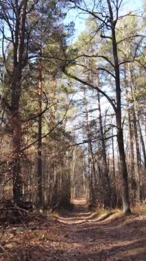 Gündüz Ukrayna 'daki bir sonbahar ormanının dikey videosu