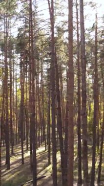 Gündüz Ukrayna 'daki bir sonbahar ormanının dikey videosu