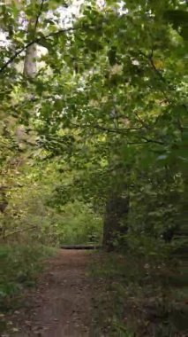 Gündüz Ukrayna 'daki bir sonbahar ormanının dikey videosu