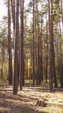 Gündüz Ukrayna 'daki bir sonbahar ormanının dikey videosu