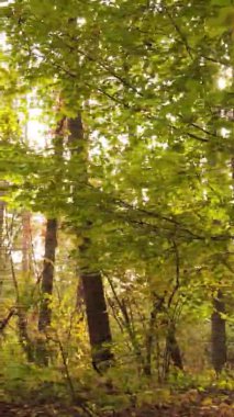 Gündüz Ukrayna 'daki bir sonbahar ormanının dikey videosu