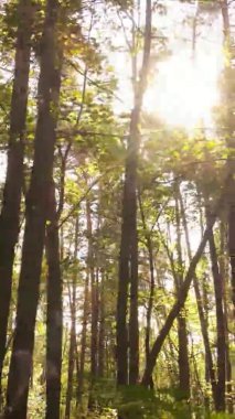 Gündüz Ukrayna 'daki bir sonbahar ormanının dikey videosu