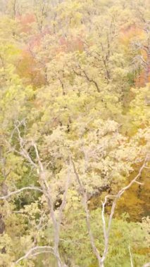 Gündüz Ukrayna 'daki bir sonbahar ormanının dikey videosu