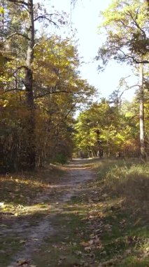 Gündüz Ukrayna 'daki bir sonbahar ormanının dikey videosu