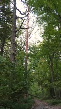 Gündüz Ukrayna 'daki bir sonbahar ormanının dikey videosu