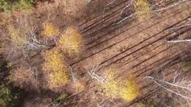 Gündüz Ukrayna 'daki bir sonbahar ormanının dikey videosu