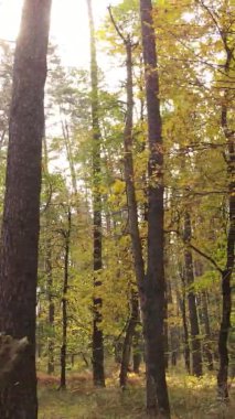 Gündüz Ukrayna 'daki bir sonbahar ormanının dikey videosu