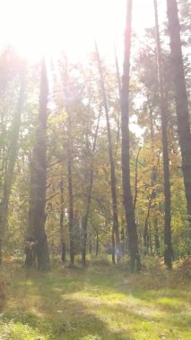 Gündüz Ukrayna 'daki bir sonbahar ormanının dikey videosu