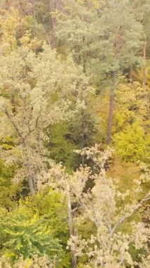 Gündüz Ukrayna 'daki bir sonbahar ormanının dikey videosu