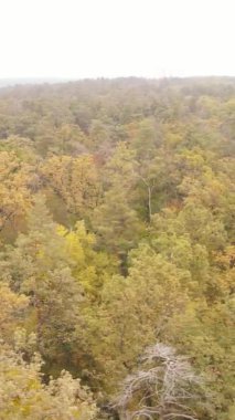 Gündüz Ukrayna 'daki bir sonbahar ormanının dikey videosu