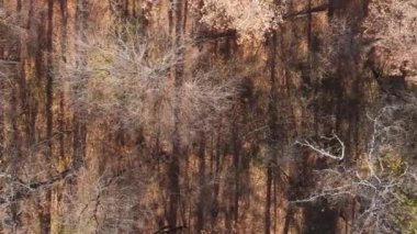 Gündüz Ukrayna 'daki bir sonbahar ormanının dikey videosu