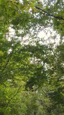 Gündüz Ukrayna 'daki bir sonbahar ormanının dikey videosu