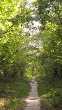 Gündüz Ukrayna 'daki bir sonbahar ormanının dikey videosu