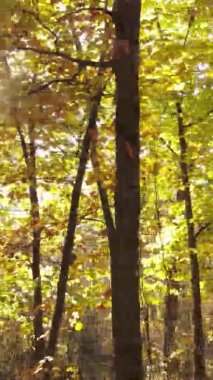 Gündüz Ukrayna 'daki bir sonbahar ormanının dikey videosu