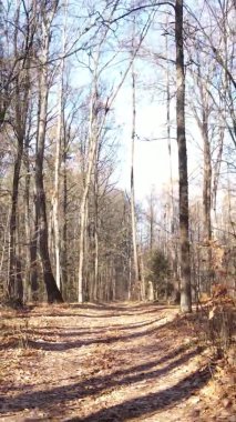 Gündüz Ukrayna 'daki bir sonbahar ormanının dikey videosu