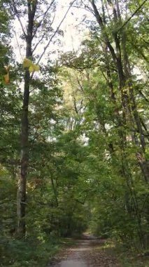 Gündüz Ukrayna 'daki bir sonbahar ormanının dikey videosu