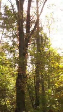 Gündüz Ukrayna 'daki bir sonbahar ormanının dikey videosu