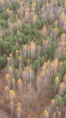 Gündüz Ukrayna 'daki bir sonbahar ormanının dikey videosu