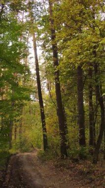 Gündüz Ukrayna 'daki bir sonbahar ormanının dikey videosu